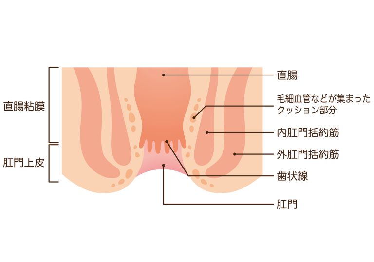 肛門の構造